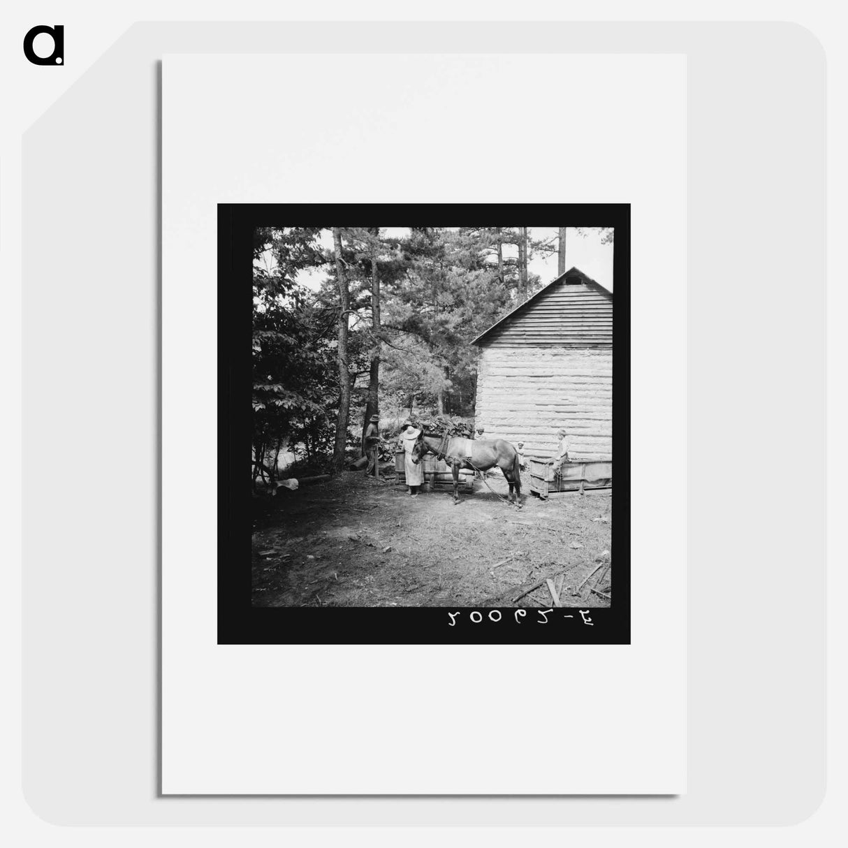 Untitled photo, possibly related to: Young son of tenant farmer gathering sticks for workers to string tobacco on. Granville County, North Carolina - Dorothea Lang Poster.