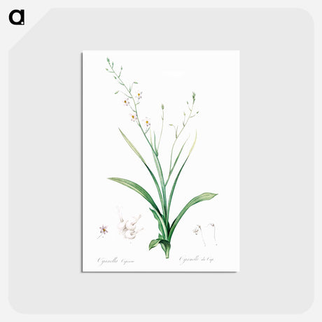 アートポストカード-Lady's hand illustration from Les liliacées - ピエール ジョゼフ ルドゥーテ Postcard.