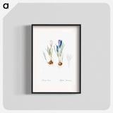 Spring crocus illustration - Pierre Joseph Redouté Poster.