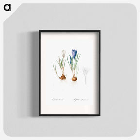 アートポスター-Spring crocus illustration - ピエール ジョゼフ ルドゥーテ Poster.