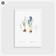 アートポストカード-Spring crocus illustration - ピエール ジョゼフ ルドゥーテ Postcard.