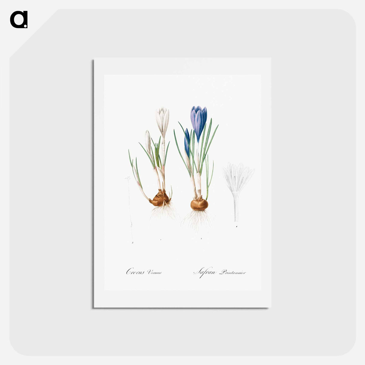 アートポストカード-Spring crocus illustration - ピエール ジョゼフ ルドゥーテ Postcard.