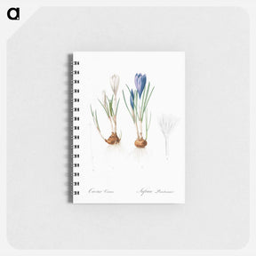 アートメモ帳-Spring crocus illustration - ピエール ジョゼフ ルドゥーテ Memo.