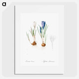 Spring crocus illustration - Pierre Joseph Redouté Poster.