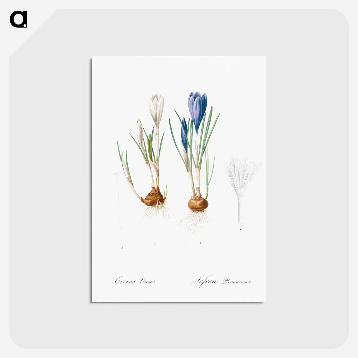 アートポストカード-Spring crocus illustration - ピエール ジョゼフ ルドゥーテ Postcard.