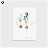 アートポストカード-Spring crocus illustration - ピエール ジョゼフ ルドゥーテ Postcard.