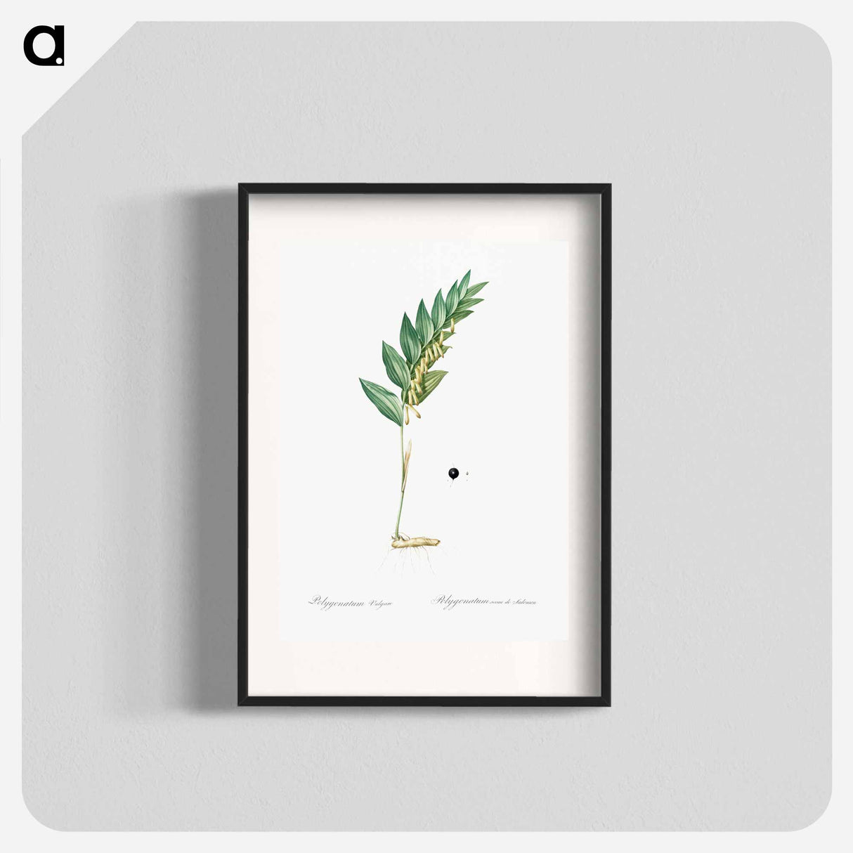 Angular solomon's seal illustration - ピエール ジョゼフ ルドゥーテ Poster.