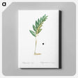 アートパネル-Angular solomon's seal illustration - ピエール ジョゼフ ルドゥーテ Canvas.