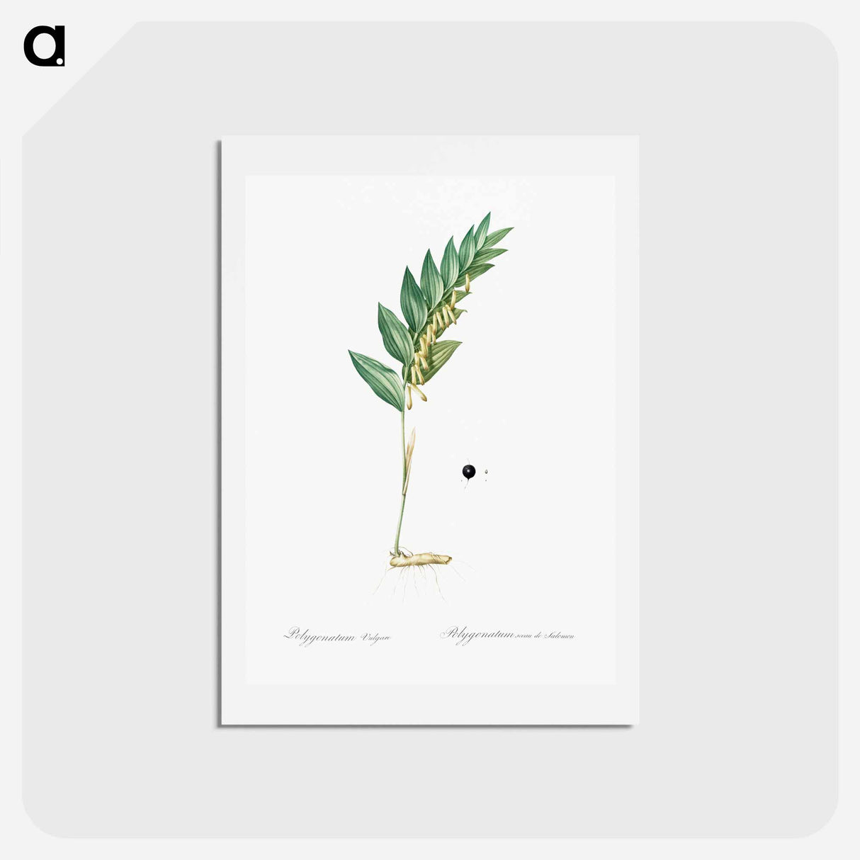 アートポストカード-Angular solomon's seal illustration - ピエール ジョゼフ ルドゥーテ Postcard.