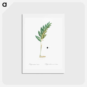 アートポストカード-Angular solomon's seal illustration - ピエール ジョゼフ ルドゥーテ Postcard.