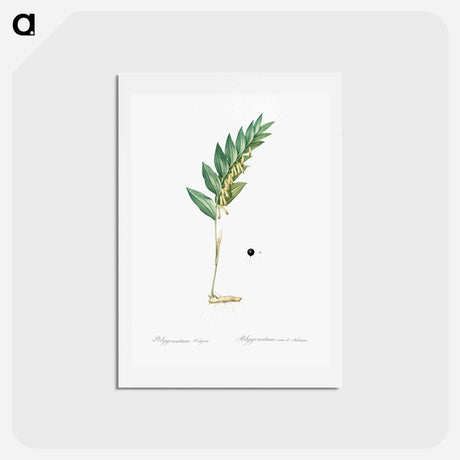 アートポストカード-Angular solomon's seal illustration - ピエール ジョゼフ ルドゥーテ Postcard.