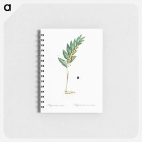 アートメモ帳-Angular solomon's seal illustration - ピエール ジョゼフ ルドゥーテ Memo.