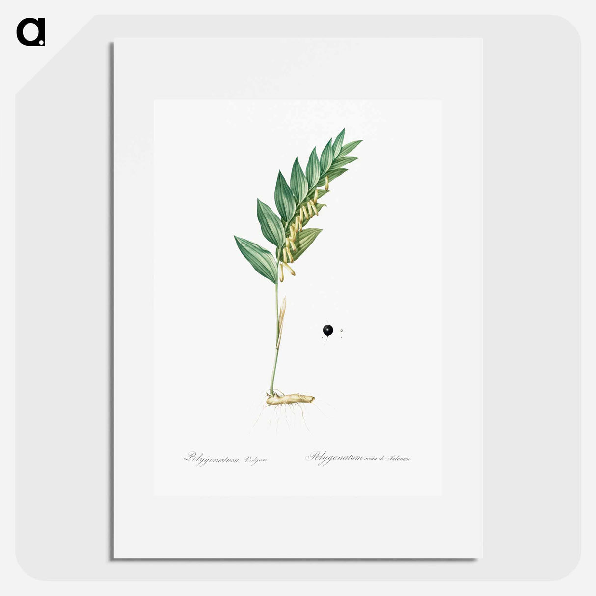 Angular solomon's seal illustration - ピエール ジョゼフ ルドゥーテ Poster.