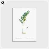 アートポストカード-Angular solomon's seal illustration - ピエール ジョゼフ ルドゥーテ Postcard.
