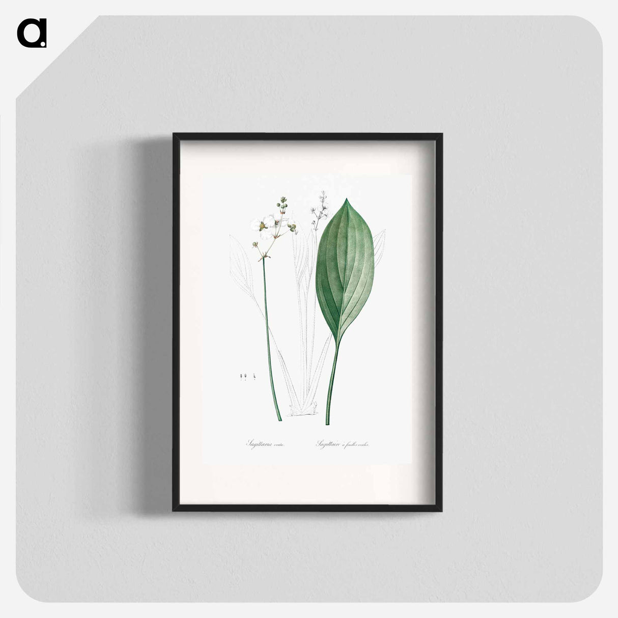 Bulltongue arrowhead illustration - Pierre Joseph Redouté Poster.