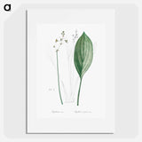 Bulltongue arrowhead illustration - Pierre Joseph Redouté Poster.