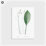 アートポストカード-Bulltongue arrowhead illustration - ピエール ジョゼフ ルドゥーテ Postcard.