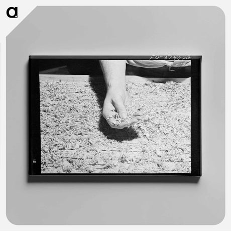 アートパネル-Soybean Hay, Lake Dick Project
 - ラッセル リー Canvas.