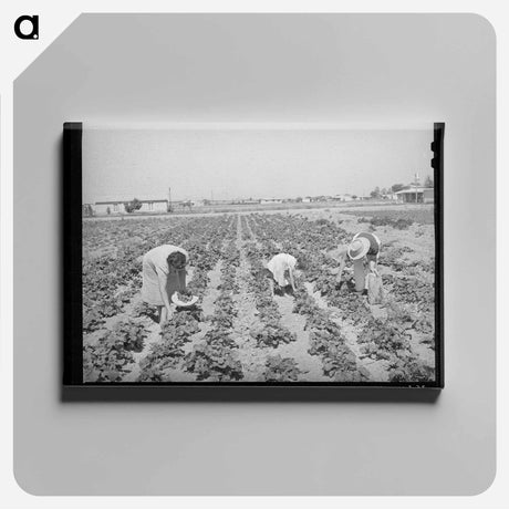 アートパネル-Pea Pickers of Nampa
 - ラッセル リー Canvas.