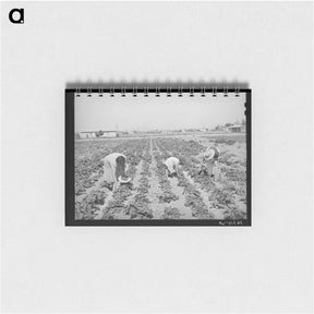アートメモ帳-Pea Pickers of Nampa
 - ラッセル リー Memo.