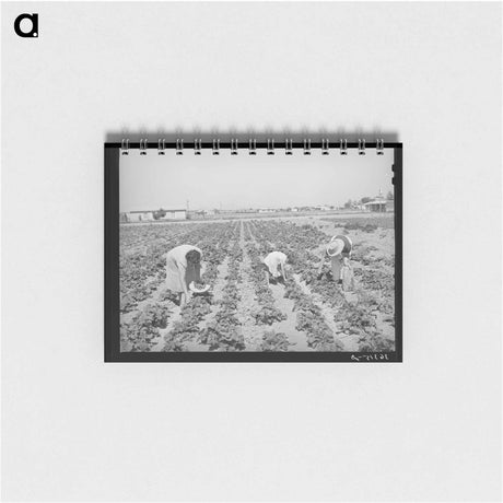 アートメモ帳-Pea Pickers of Nampa
 - ラッセル リー Memo.