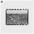 アートポストカード-Pea Pickers of Nampa
 - ラッセル リー Postcard.