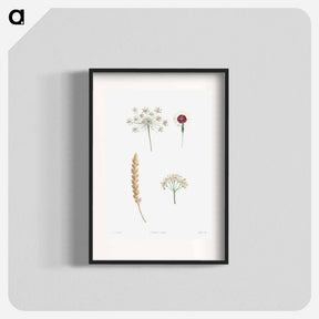 アートポスター-White flower set - ピエール ジョゼフ ルドゥーテ Poster.