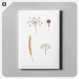 アートパネル-White flower set - ピエール ジョゼフ ルドゥーテ Canvas.