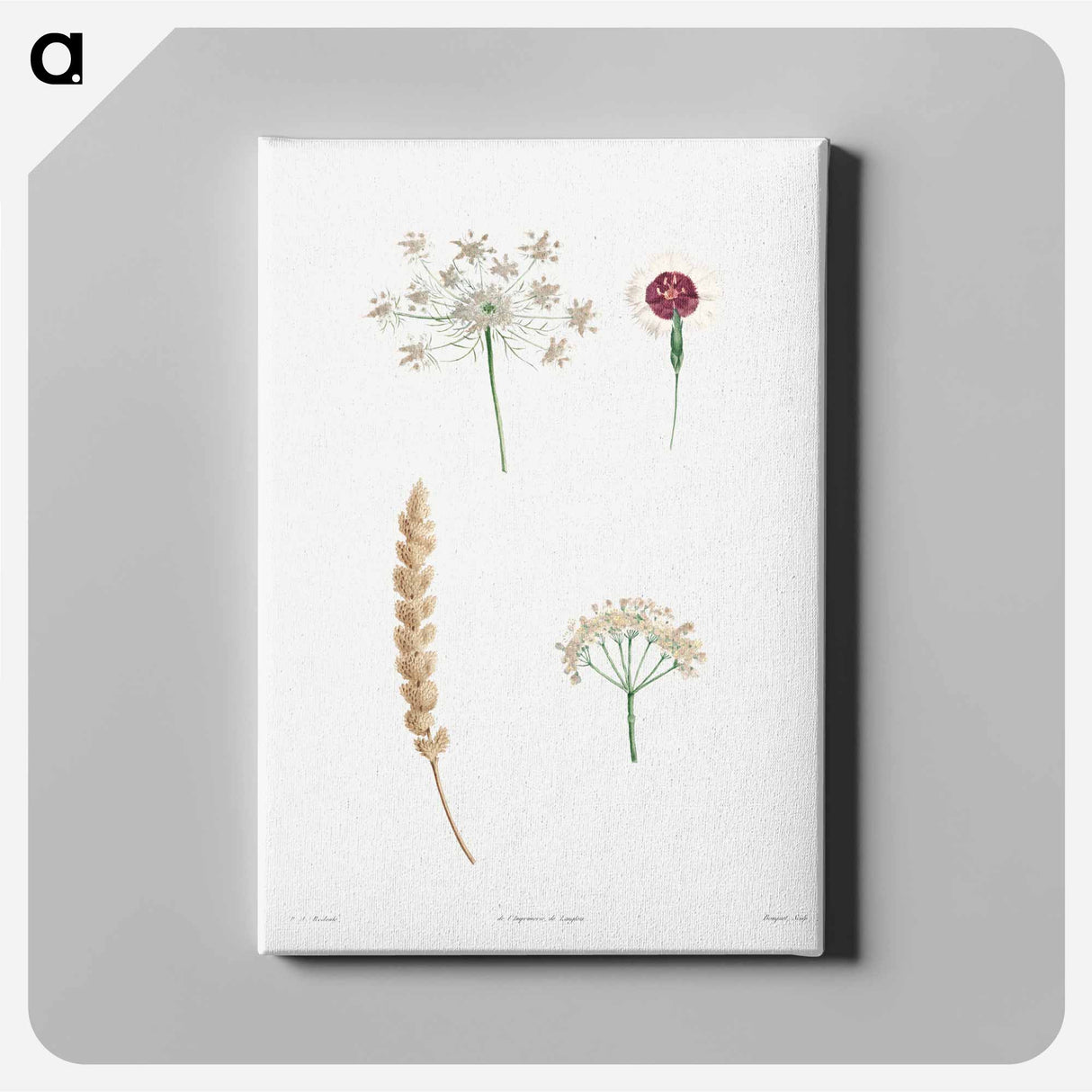 アートパネル-White flower set - ピエール ジョゼフ ルドゥーテ Canvas.