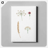 アートパネル-White flower set - ピエール ジョゼフ ルドゥーテ Canvas.