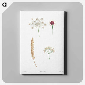 アートパネル-White flower set - ピエール ジョゼフ ルドゥーテ Canvas.