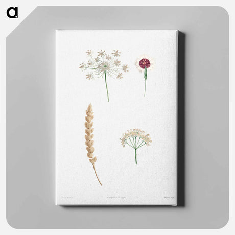 アートパネル-White flower set - ピエール ジョゼフ ルドゥーテ Canvas.