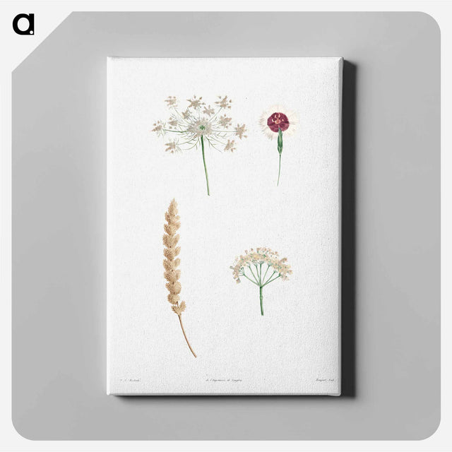 アートパネル-White flower set - ピエール ジョゼフ ルドゥーテ Canvas.
