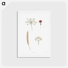 アートポストカード-White flower set - ピエール ジョゼフ ルドゥーテ Postcard.