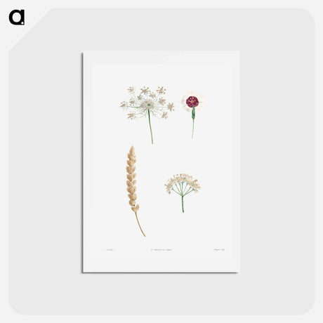 アートポストカード-White flower set - ピエール ジョゼフ ルドゥーテ Postcard.