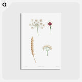 アートポストカード-White flower set - ピエール ジョゼフ ルドゥーテ Postcard.