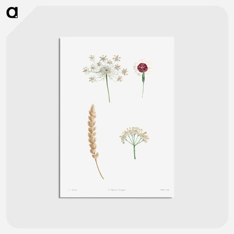アートポストカード-White flower set - ピエール ジョゼフ ルドゥーテ Postcard.