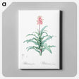 アートパネル-Sand lily illustration - ピエール ジョゼフ ルドゥーテ Canvas.