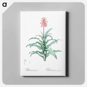 アートパネル-Sand lily illustration - ピエール ジョゼフ ルドゥーテ Canvas.