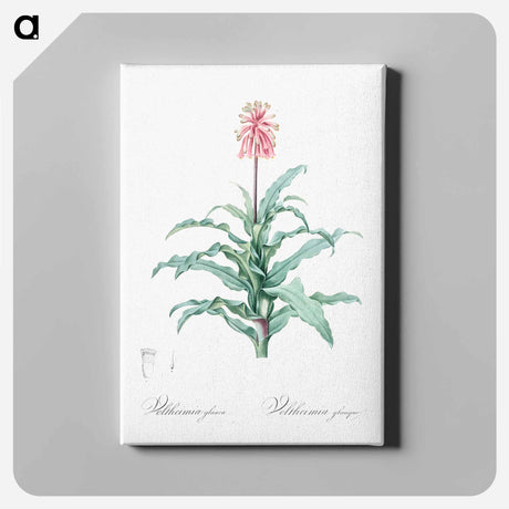 アートパネル-Sand lily illustration - ピエール ジョゼフ ルドゥーテ Canvas.