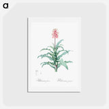 アートポストカード-Sand lily illustration - ピエール ジョゼフ ルドゥーテ Postcard.