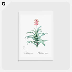 アートポストカード-Sand lily illustration - ピエール ジョゼフ ルドゥーテ Postcard.
