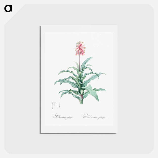 アートポストカード-Sand lily illustration - ピエール ジョゼフ ルドゥーテ Postcard.