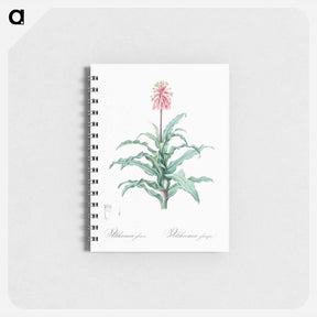 アートメモ帳-Sand lily illustration - ピエール ジョゼフ ルドゥーテ Memo.