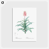 アートポストカード-Sand lily illustration - ピエール ジョゼフ ルドゥーテ Postcard.