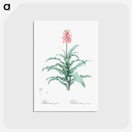 アートポストカード-Sand lily illustration - ピエール ジョゼフ ルドゥーテ Postcard.