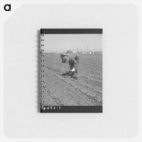 アートメモ帳-Filipino thinning lettuce - ドロテア ラング Memo.