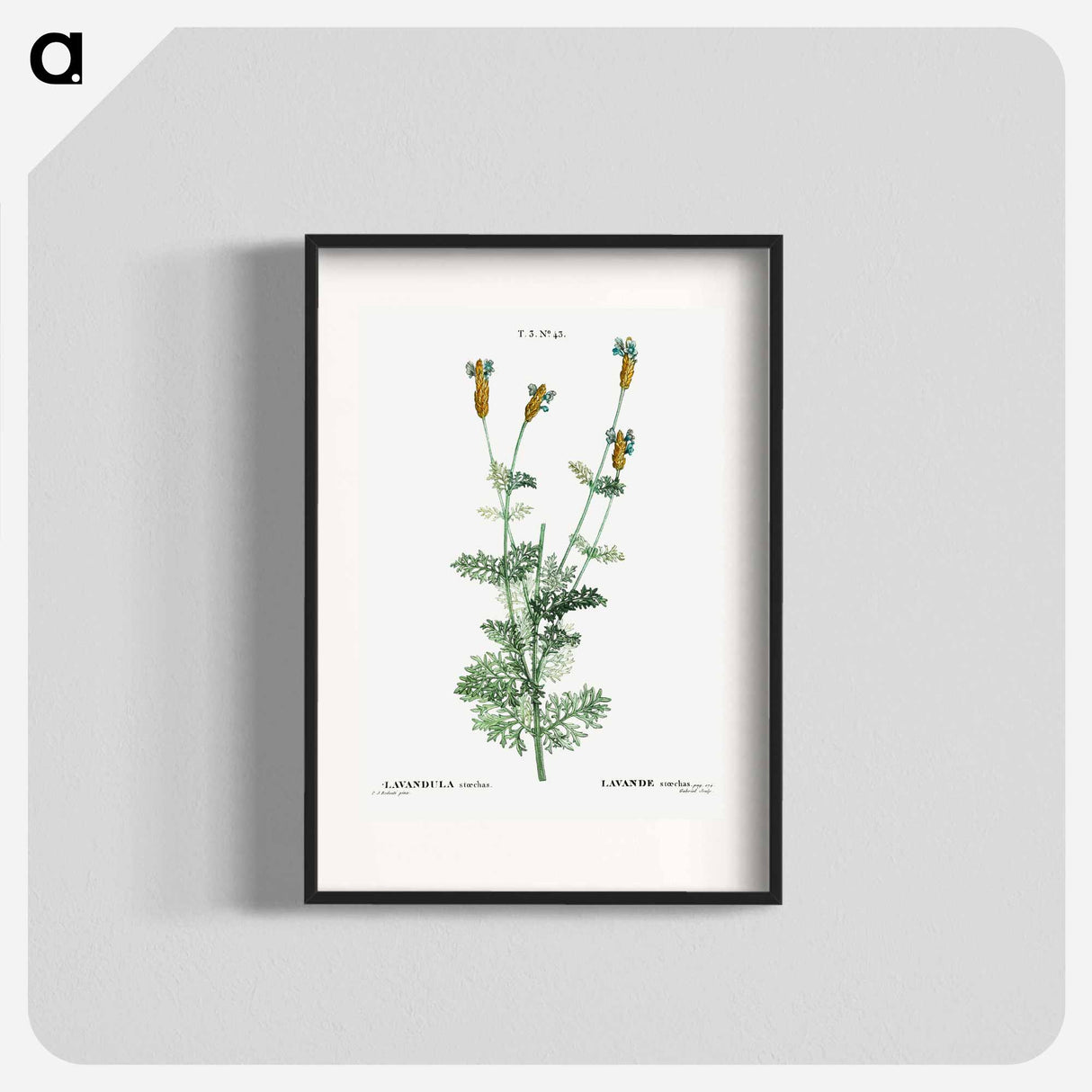 Spanish lavender - Pierre Joseph Redouté Poster.