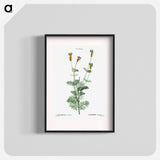 Spanish lavender - Pierre Joseph Redouté Poster.