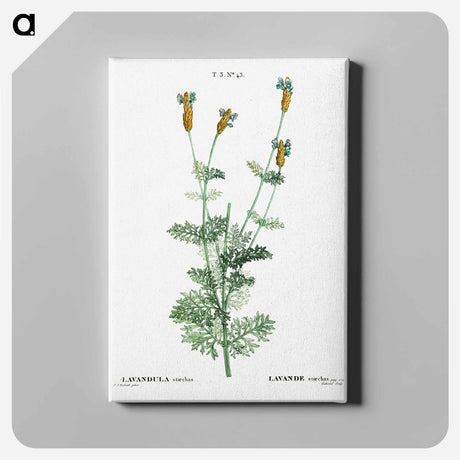 アートパネル-Spanish lavender - ピエール ジョゼフ ルドゥーテ Canvas.